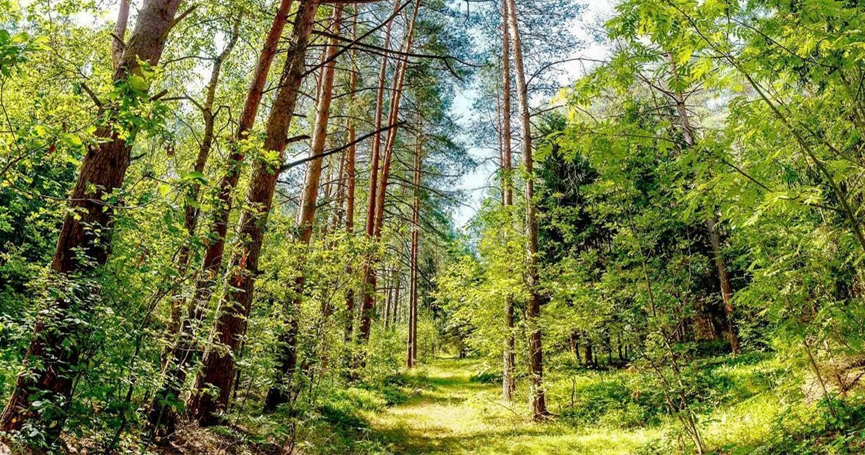 Коттеджный поселок Лесные дали в Ногинском районе - отзывы, цены, фото, план